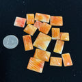 100 CTS SPINY OYSTER CABOCHONS Lot 7