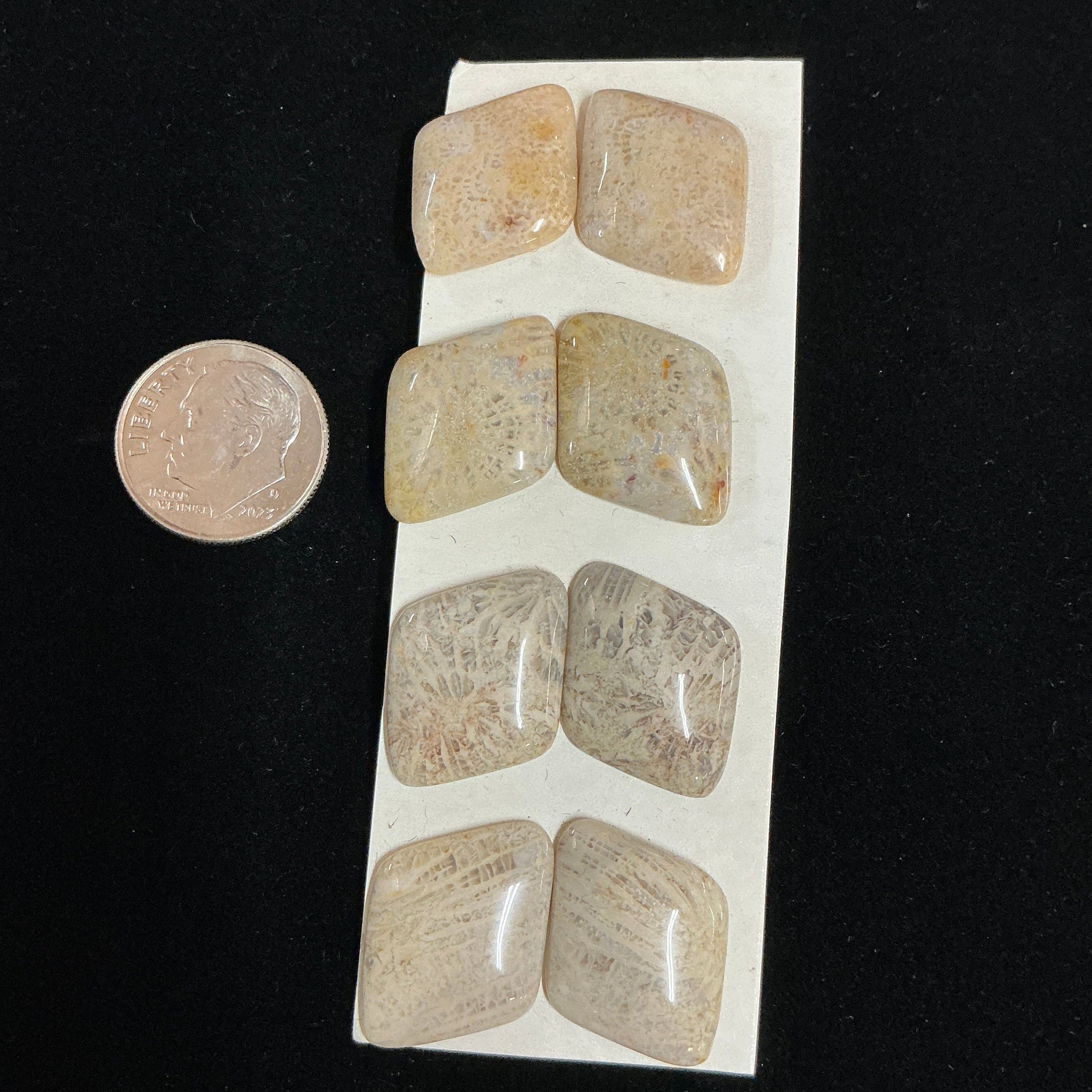 INDONESIA FOSSILSIZED CORAL (8 STONES) LOT 1. $35.