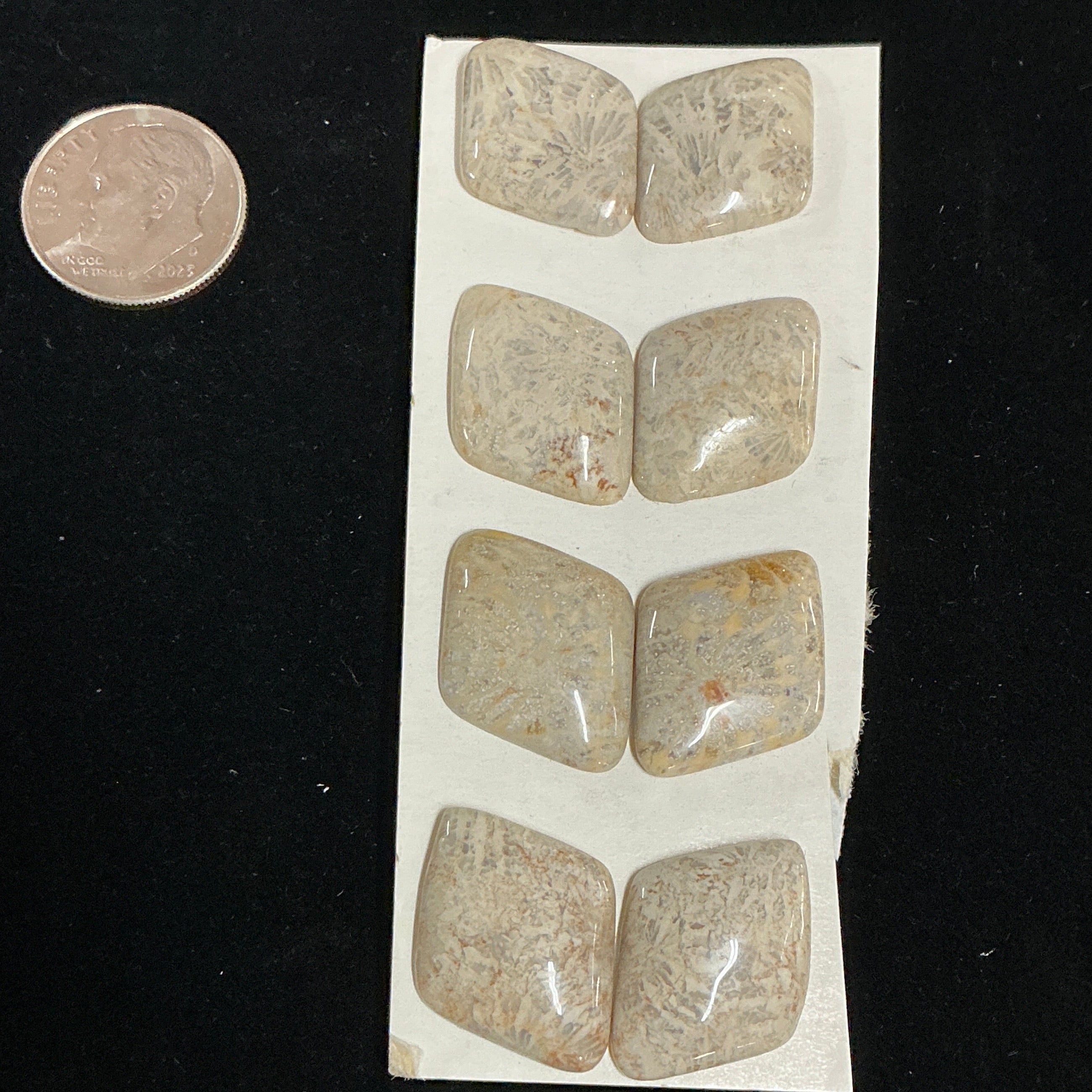 INDONESIA FOSSILIZED CORAL (8 STONES) LOT 3. $35.