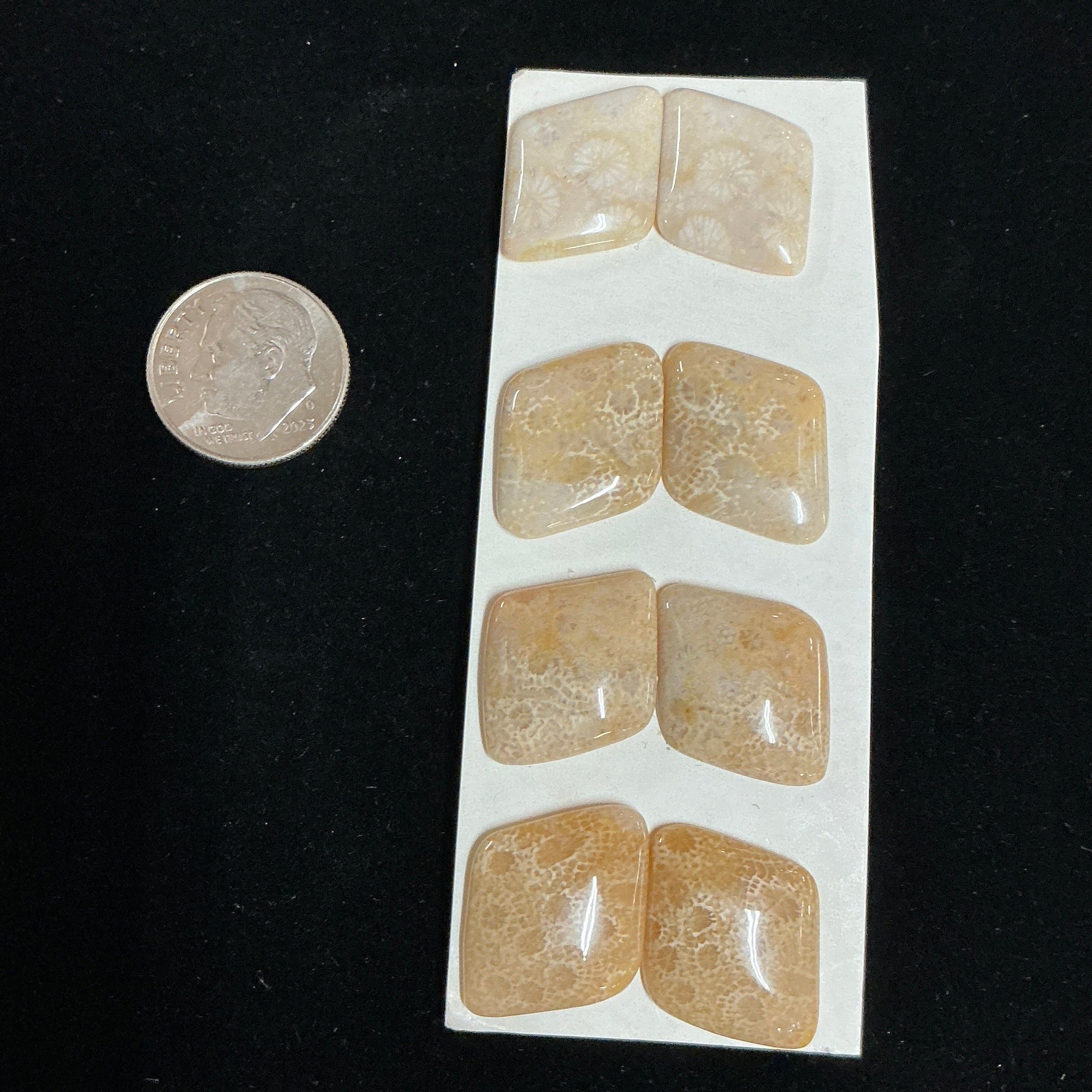 INDONESIA FOSSILIZED CORAL (8 STONES) LOT 2. $35.