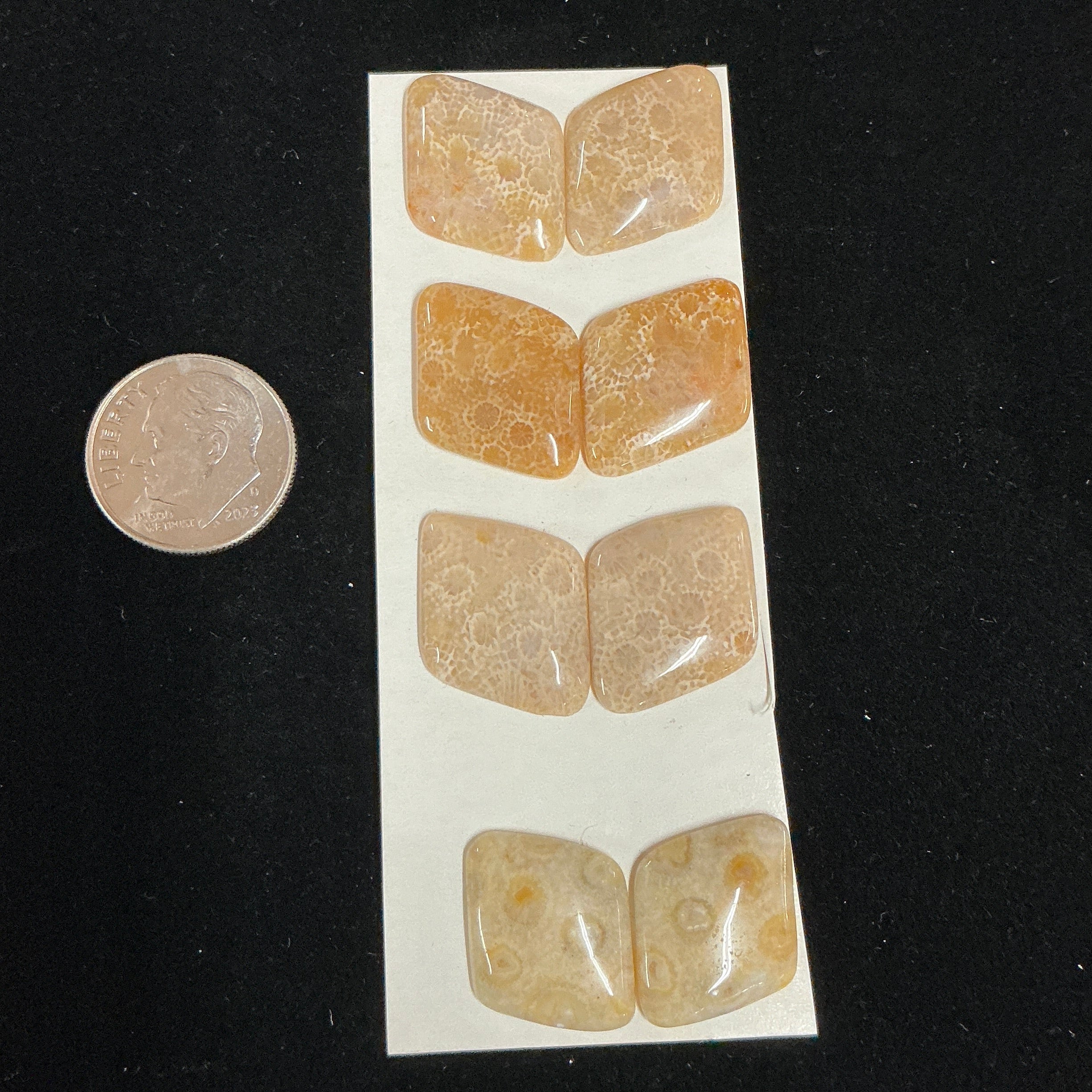 INDONESIA FOSSILIZED CORAL (8 STONES) LOT 6. $35.