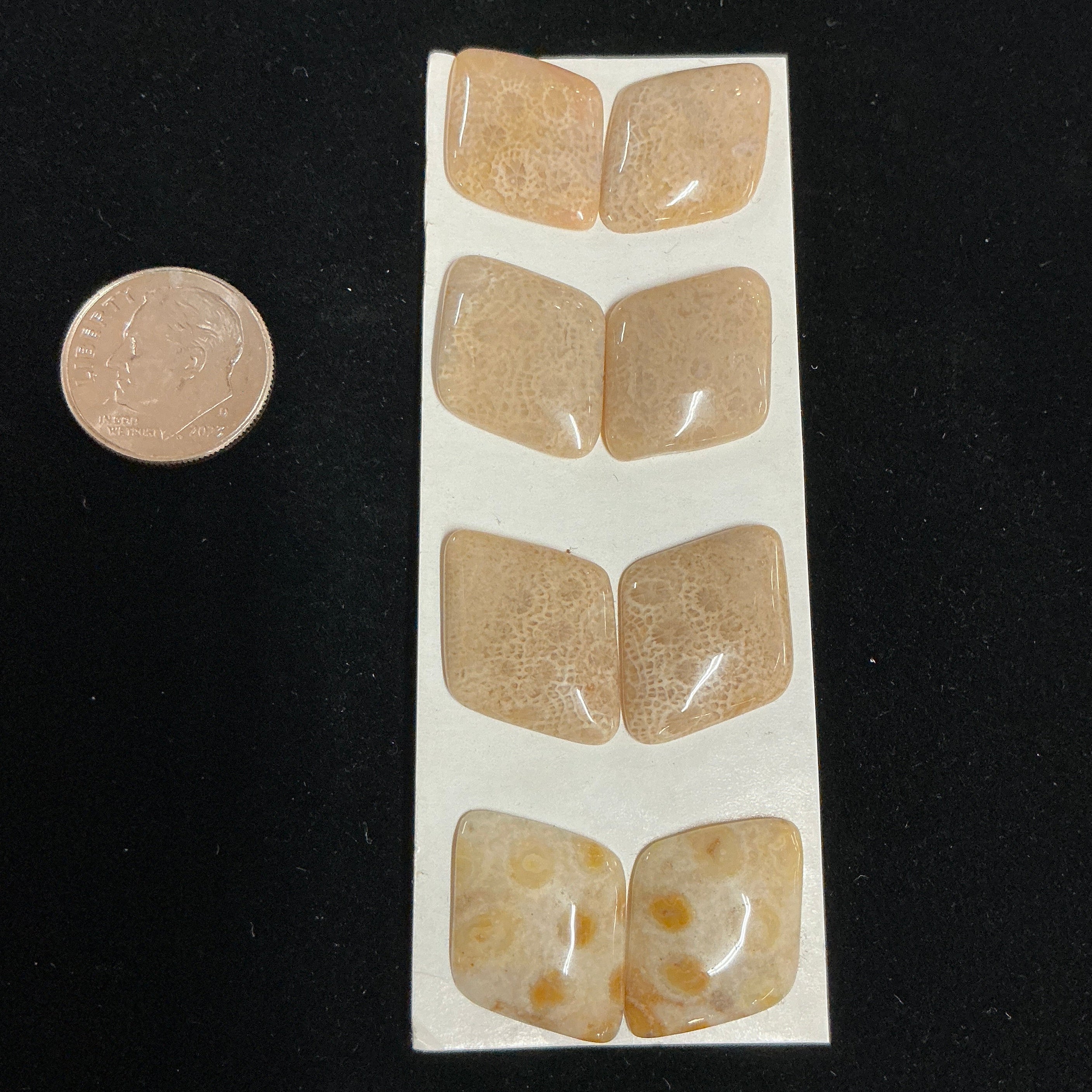 INDONESIA FOSSILIZED CORAL (8 STONES) LOT 5. $35.